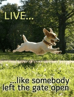 Live-like-someone-left-the-gate-open