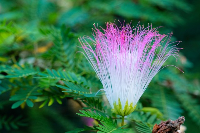 Mimosa pudica or sensitive plant
